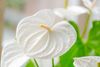 anthurium-potplanten-olinka-wit-207982-0