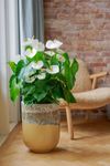 anthurium-potplanten-olinka-wit-207982-1