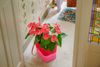 anthurium-potplanten-mandisa-roze-207355