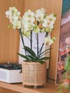 phalaenopsis-potplanten-vintura-positano-groen-109350