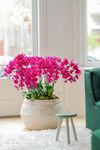 phalaenopsis-potplanten-kampala-paars-108810-0
