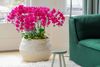 phalaenopsis-potplanten-kampala-paars-108810-1