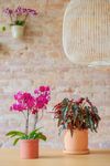 phalaenopsis-potplanten-yucatan-paars-110572-0
