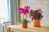 phalaenopsis-potplanten-yucatan-paars-110572-1