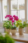 phalaenopsis-potplanten-yucatan-paars-110572-2