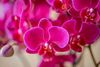 enphalaenopsis-pot-yucatan-purple-110572-3