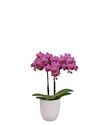 phalaenopsis-potplanten-mazunte-roze-107606-1