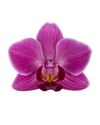esphalaenopsis-para-maceta-mazunte-rosa-107606-0