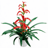esbromelia-para-maceta-wittmackii-rojo-700834