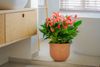 anthurium-potplanten-banderola-peach-roze-206757-0