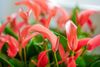 anthurium-potplanten-banderola-peach-roze-206757-1