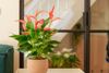 anthurium-potplanten-banderola-peach-roze-206757-2