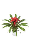 Guzmania-Blitz-P-12cm