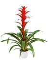 Guzmania-Allura-P-12cm