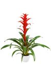 Guzmania-Allura-P-9cm