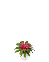 Neoregelia-Bluzh-P-12cm