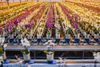 Hoogwaardige Phalaenopsis, klaar voor levering aan klanten door heel Europa.