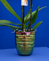 Pot from Quality By5-line.