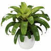 enbromelia-fenestralis-leaf-700873