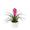 bromelia-potplanten-anita-roze-700312-1