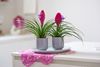 enbromelia-anita-pink-700312-0