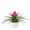 enbromelia-josee-pink-700315