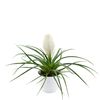 bromelia-potplanten-biancini-wit-700317