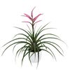 bromelia-potplanten-camina-roze-700320-1