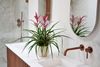 esbromelia-para-maceta-camina-rosa-700320-0