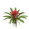 bromelia-potplanten-blitz-rood-700792