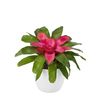esbromelia-para-maceta-bluzh-rosa-700842