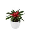 bromelia-potplanten-carolinae-rood-700843