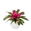enbromelia-nuance-purple-700844