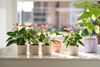 anthurium-potplanten-altima-r-wit-207136-0