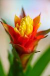 Anthura_yeltix5