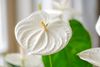 Anthura_17-3_Olinka_6