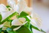 Anthura_17-3_regina_13.JPG