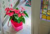 Anthura_17-3_mandisa_8