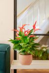 Anthura_17-3_peach_5