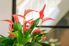 Anthura_17-3_peach_8