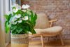 Anthura_17-3_Olinka_4