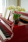 phalaenopsis-potplanten-mancora-geel-108096-1