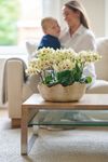 enphalaenopsis-pot-mancora-yellow-108096-2
