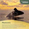 esphalaenopsis-para-maceta-mancora-amarillo-108096-0