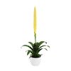 bromelia-potplanten-era-yellow-700463