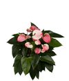 anthurium-potplanten-altima-wit-207136