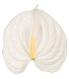 esanturio-para-maceta-regina-blanco-207538