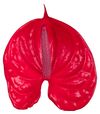 enanthurium-pot-kalua-red-207435