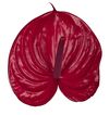 esanturio-para-flor-cortada-ritma-rojo-205214