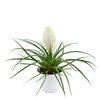 bromelia-potplanten-biancini-wit-700317